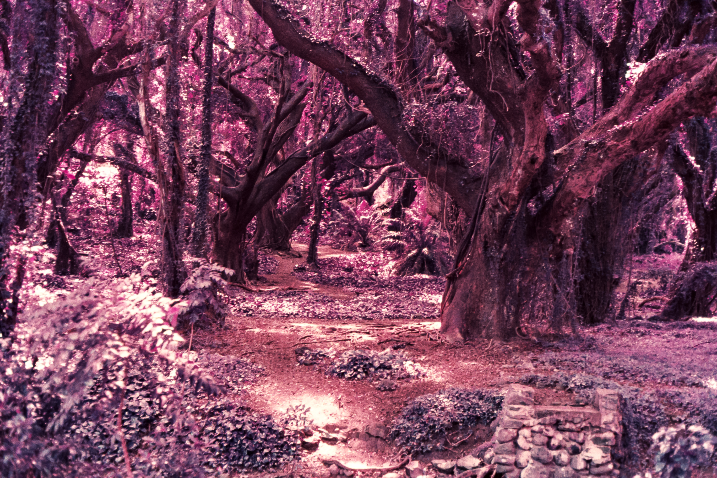 img/Lomochrome Purple forest